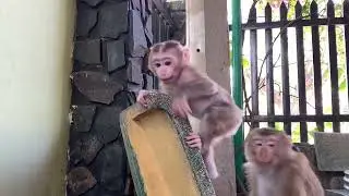 Monkey baby Nui takes good care of Poni