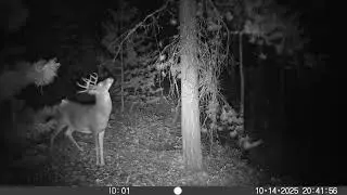 Big October Buck 2025- Mock Scrape