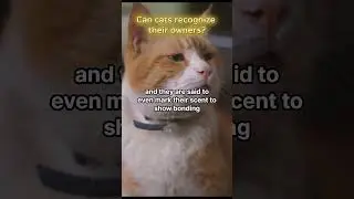 Can cats recognize their owners? #facts