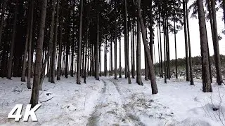 Gray As A Wolf - 3 Hours Winter Forest Walking ASMR
