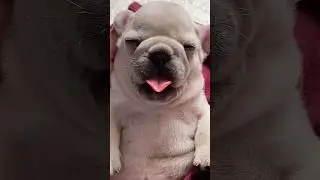 Why Are You Sad Pibble.. 🥲