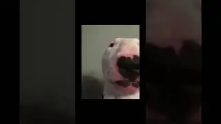 Doge VS Walter debate
