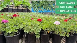 How To Grow Geranium From Cutting