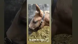 Foal growing fast! From foal slip to big girl head collar #palomino #equestrian #foals