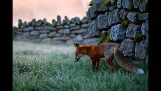 Red fox