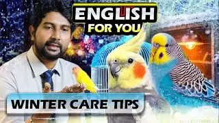 How to Protect Budgies, Lovebirds & Cockatiels from Cold Weather | Winter Care Tips (Bangladesh)