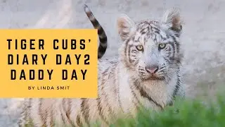 Tiger cubs' diary - Day2 Part1 Daddy Day Care | Tiger dad not getting a break, his cubs want to play