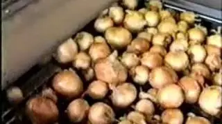 Grading Onions or onion grader with rollers