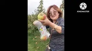 APPLE PICKING (Vlog)2025|The Stephanie Baldo Channel|