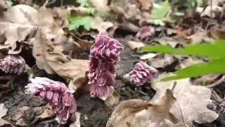 Lathraea (toothwort) Moscow