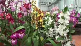 Pr&eacute;sentation du phalaenopsis, du sabot de V&eacute;nus et de l'oncidium