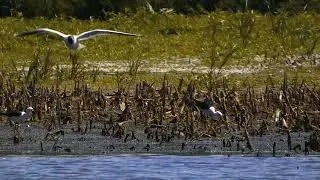 Ходу́лочники и другие птицы \ Himantopus himantopus and other birds
