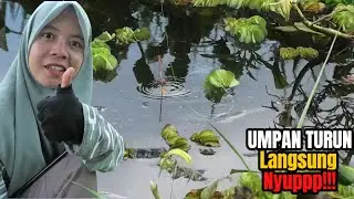MANTAB..!!!MEREKA SANGAT KELAPARAN...!! UMPANKU DI SERBU IKAN LAPARR..