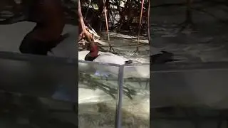 The duck started cleaning himself to be on camera! #duck #aquarium #thefloridaaquarium #cuteduck