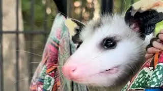 Peaches the opossum released. #peaches #mario #nintendo #follow #possum #babyanimals #animal #love