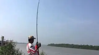 Suftcast ikan belukang monster😋