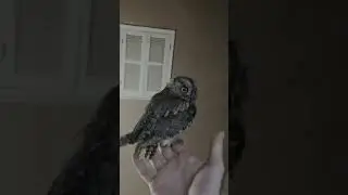 a person frees an owl after ten days of injury