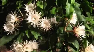 Queen of the Night Mass Flowering