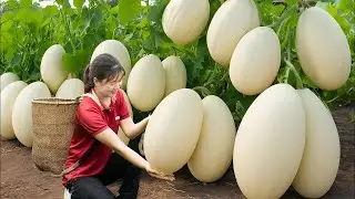 Harvesting Giant Asian Pickling Melon & Purple Sticky Rice &ndash; 100-Year-Old Village Recipe!