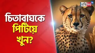 Alipurduar Incident: Leopard allegedly killed by people। Sangbad Pratidin