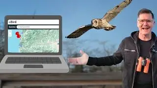 Найдите любую птицу с помощью eBird.