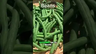 Bush Beans Are Shockingly Productive (Easy Harvest Tips) #shorts
