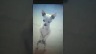 the durpy dog dance