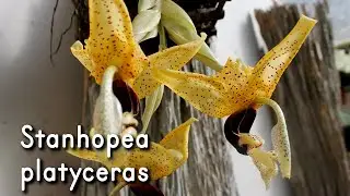 Orqu&iacute;dea Stanhopea platyceras