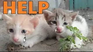 Kittens CRY under INHUMANE Conditions: HELPLESS and Abandoned.  Meow Cat Rescue Cat videos Cats Purr