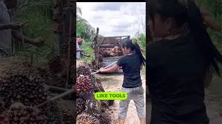 How 75kg Palm Fruit Clusters Are Harvested by Hand!: #PalmOilHarvest #IndonesiaFarming #HardWork