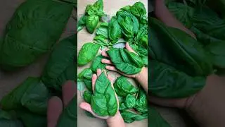 Basil leaves as big as my hands
