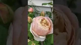 David Austin Rose &ldquo;Charles Darwin&rdquo; - Illinois Zone 5 Garden #Shorts