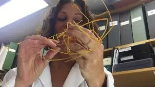 Giant sea spider