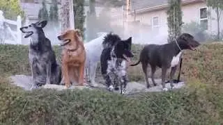 Dog Training Los Angeles- pit bull & Golden retriever mix being rehabilitated.