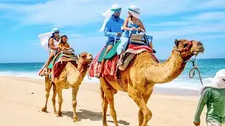 Camels in Baja California?! Our day at Cactus Tours Cabo San Lucas: Camel Ride, ATV's, Birds  4K
