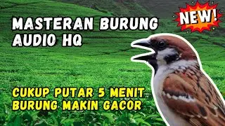 Masteran Burung Audio HQ Cukup Putar 5 Menit Burung Makin Gacor