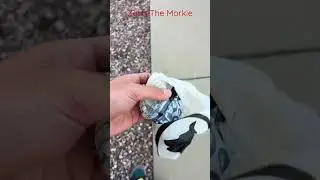 Стоит ли убирать собачьи фекалии? &mdash; The Cookin&rsquo; Camper