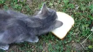 Cat Eats Bread