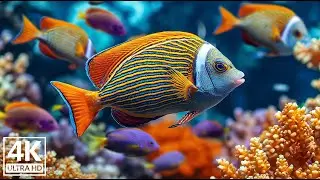 🌊 Deep Ocean Relaxation 4K  Calming Music with Sharks, Graceful Rays & Colorful Reef Fish