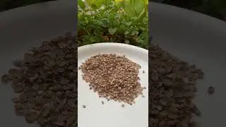 Work in progress 🔥| #growwithus |#gardeningtelugu | #plantsseeds #plant |#coriander