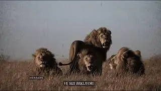 Kral Notch ve 5 oğlu | Afrika&rsquo;nın gelmiş ge&ccedil;miş en iyi koalisyonu&hellip;  #lion #aslan #africa #notch 