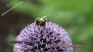 kogeldistel - echinops ritro - globe thistle & visitors