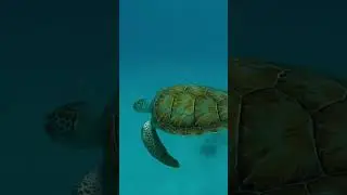 Barbados adventure