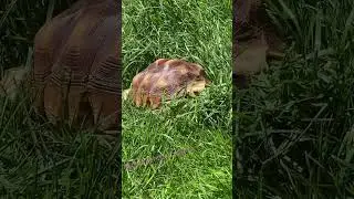 Taking torty out to get some sun #vitaminD #tortythetortoise 🐢🐢🐢