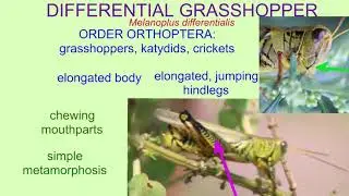 DIFFERENTIAL GRASSHOPPER