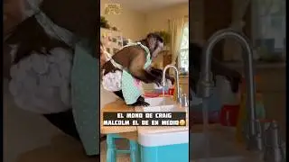 Este mono sabe lavar trastes mejor que tu 😂cuidado si adoptas uno #mono #monkey #malcolminthemiddle