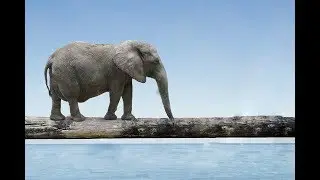 Amazing Animal Bridges And Crossings Around The World