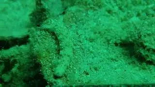 Plankobranchus 7-7-19 Koh Tao