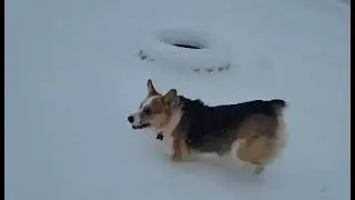 Snow day with corgi sisters Molly and Jaimie