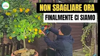 COME RACCOGLIERE E CONSERVARE I LIMONI MATURI